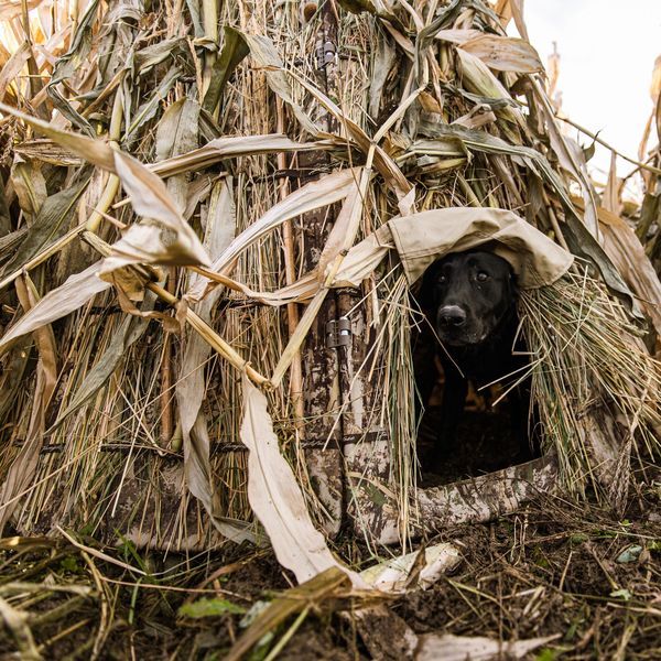 Tanglefree 360 Solo Blind - Image 11